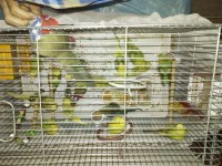 Yavru jumbo muhabbet kuşu
