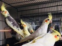 Sultan papağanı full evcil