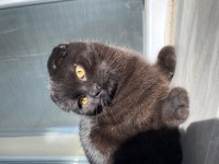 Acil Sahiplendirme Siyah Scottish Fold