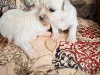 White maltese anne baba şecereli bembeyaz renk garantili