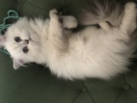 British longhair kedimizi sahiplendirme