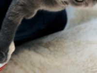 British shorthair 3 Aylık