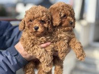 Ankaranın en seçkin toy poodle yavruları