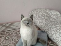 5 aylık blue point british kızım sahiplendirilecek