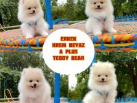 Pomeranian fox teddy bear gülen surat