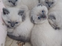BLUE POİNT BRİTİSH SHORTHAİR YAVRULAR