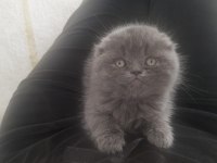 Scottish fold bebek kedimiz
