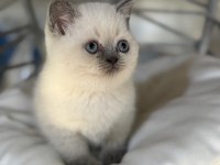 Üst kalite top kafa erkek british shorthair yavrumuz