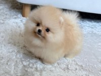 Sevimli Pomeranian Yavrularımız Yeni Ailelerini Arıyor