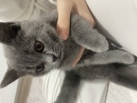 British shorthair 4-5 aylık yavru kedimiz