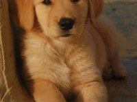 Golden Retriever Orjinal Ev Aile Dostu