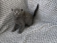 A Kalite Scottish Fold Yavrusu