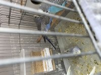 35 GÜNLÜK BEBEK MUHABBET KUŞLARI