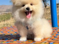 Pomeranian Boo Safkan
