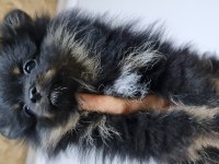 Pomeranian yetişkin ve bebekler sahiplendirilecektir