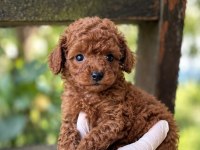 Kore Toy Poodle Yavruları Yeni Yuvasına Hazır