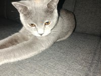 Acil Sahiplendirme Ücretsiz Kedimiz