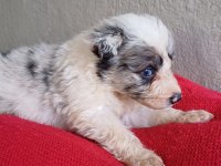 Blue Merle border collie