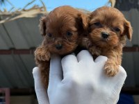 EV DOĞUMLU MALTİPOO YAVRULAR
