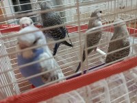 Yavru muhabbet kuşları