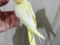 41 GÜNLÜK FUL EVCİL LUTİNO BEBEK SULTAN PAPAĞANI
