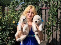Golden Retriever Adrese Teslim Hizmetimiz Vardır
