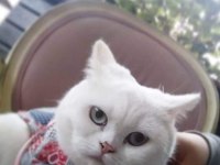 Orjinal safkan britishorthair yavrular