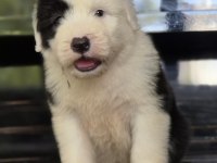 TR nadir bulunan ırklardan bobtail yavrular