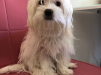 ANNE ALTINDAN 2 AYLIK MALTESE YAVRULAR