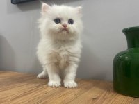 Mükemmel peluş gibi dişi british longhair bebeğim