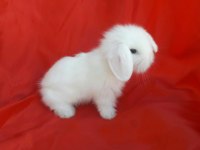Orijinal Lop ırkı Tavşan
