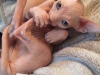 Sphynx kitten pet consultant listing
