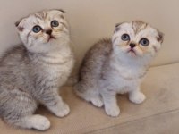 Yavru kedi sahiplendirme scottish fold