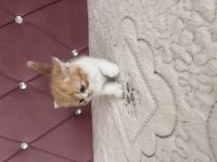 Ev ortamında doğdu kedimiz
