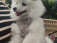 Köpeğimiz çakito