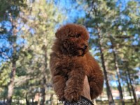Türkiye'nin en büyük Toy Poodle çiftliğinden