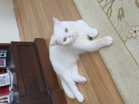 Çok uyumlu bir british shorthair kız