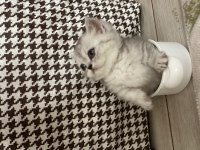 Munchkin yavru