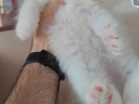 British Longhair Kedisi