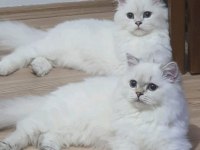 65 günlük mavi gözlü british longhair