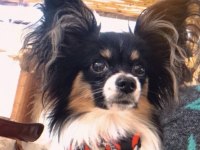 Safkan PAPİLLON erkek köpeğimi sahiplendiriyorum
