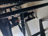 1 YAŞ DİŞİ VE KISIR KEDİMİZ