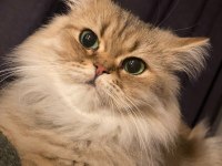 Chinchilla Kedimiz için bir aile arıyoruz