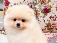 AYI SURAT DİŞİ POMERANİAN BOO YAVRU