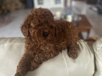 Irk Garantili Toy Poodle Yavruları