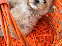 Maltipoo yavrumuz