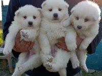 KAR BEYAZ SAMOYED YAVRULAR ÇİFTLİKTEN