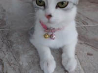 SİLVER BRİTİSH SHORTHAİR LUNA ÖMÜRLÜK YUVA ARIYOR