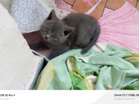 Kardeş british shorthair kediler