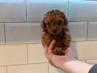 KOYU KIZIL POODLE